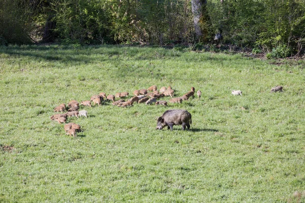 Amatör, Lazio, İtalya 24 Ağustos 2016.
