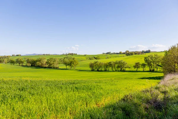 Yeşil tepelerin yumuşak Umbre çizgilerle sallanan