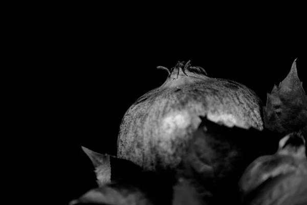 Granatapfel Frucht Des Granatapfelbaums Komposition Mit Blättern Auf Schwarzem Hintergrund — Stockfoto