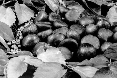 Bileşimi ortasına yerleştirilen kestane ve kestane yer yeşillik