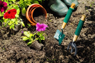 Bahçecilik aletleri ve bahçede çiçek. Sulama olabilir, kauçuk 