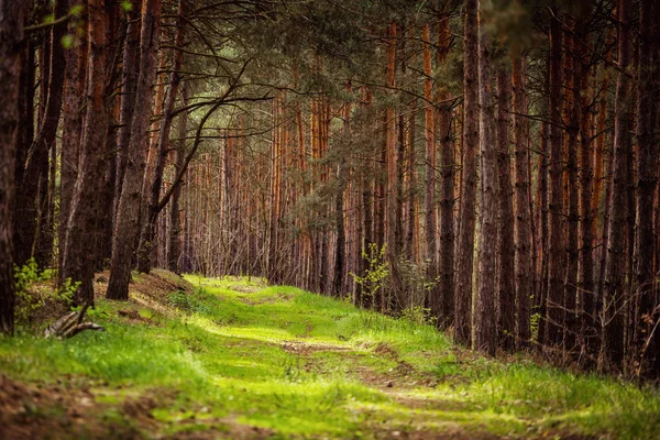 Spruce Forest Landscape. Healthy green trees in a forest of old spruce, fir and pine trees in wilderness of a national park. Sustainable industry, ecosystem and healthy environment concepts and background. Inside of the forest with pines, spruces and — Stock Photo, Image