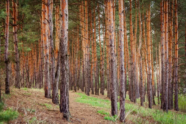 Spruce Forest Landscape. Healthy green trees in a forest of old spruce, fir and pine trees in wilderness of a national park. Sustainable industry, ecosystem and healthy environment concepts and background. Inside of the forest with pines, spruces and