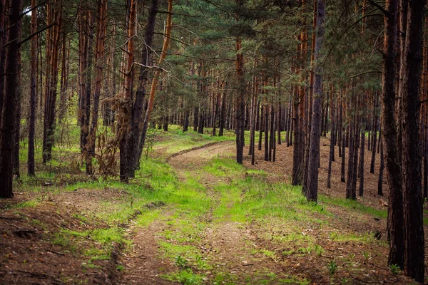 Spruce Forest Landscape. Healthy green trees in a forest of old spruce, fir and pine trees in wilderness of a national park. Sustainable industry, ecosystem and healthy environment concepts and background. Inside of the forest with pines, spruces and