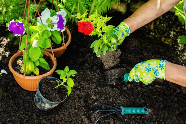 Ferramentas de jardinagem no jardim. Jardineiros mão plantar flores . — Fotografia de Stock