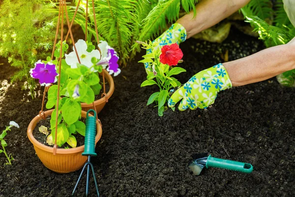 Ferramentas de jardinagem no jardim. Jardineiros mão plantar flores . — Fotografia de Stock