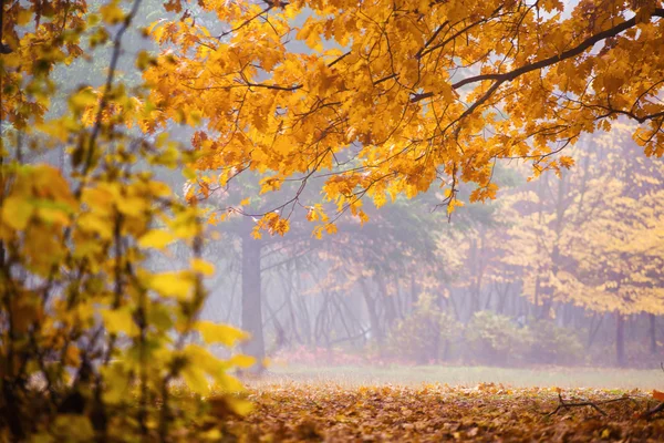 Beautiful autumn landscape. Autumn landscape with colorful fores