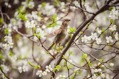 bir çiçekli ağaç bahar bahçe serçe üzerinde oturan serçe