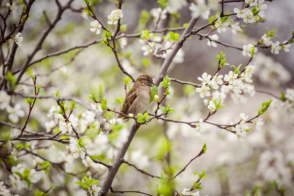 Moineau assis sur un arbre à fleurs, moineau dans le jardin de printemps — Photo