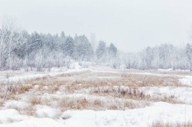 Kış, kış orman, kar, kar fırtınası, kış günü, ağaçlar kar, kar sazlık
