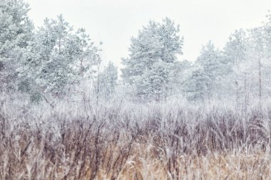 Kış, kış orman, kar, kar fırtınası, kış günü, ağaçlar kar, kar sazlık