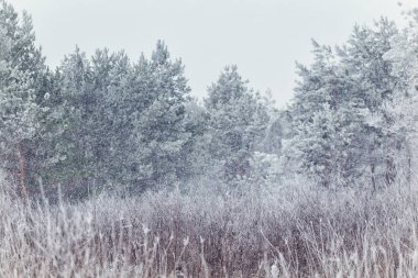 Kış, kış orman, kar, kar fırtınası, kış günü, ağaçlar kar, kar sazlık