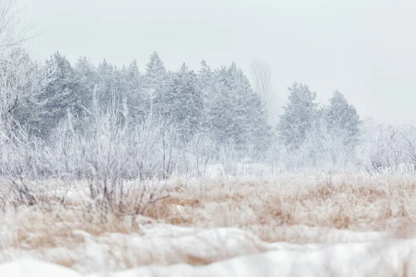 Kış, kış orman, kar, kar fırtınası, kış günü, ağaçlar kar, kar sazlık