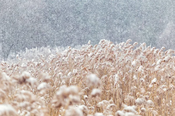 Invierno, bosque de invierno, nieve, ventisca, día de invierno, árboles en la nieve, cañas en la nieve — Foto de Stock