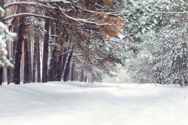 Kış, kış orman, kar, kar fırtınası, kış günü, iğne yapraklı orman, kar, karla kaplı Noel ağacı, Noel ağacı çam ormanı 