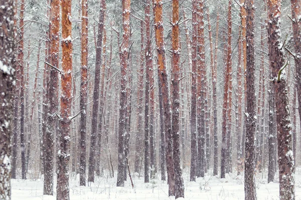 Inverno, floresta de inverno, neve, nevasca, dia de inverno, floresta de coníferas, pinhal na neve, árvore de Natal coberta de neve, árvore de Natal — Fotografia de Stock