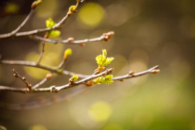 İlk bahar yumuşak yaprakları, tomurcukları ve makro arka plan şubeleri, Genç dalları ile yaprakları ve tomurcukları, ağaç dalı üzerinde ilk filiz. Doğa bahar uyanış. Yatay görünüm.