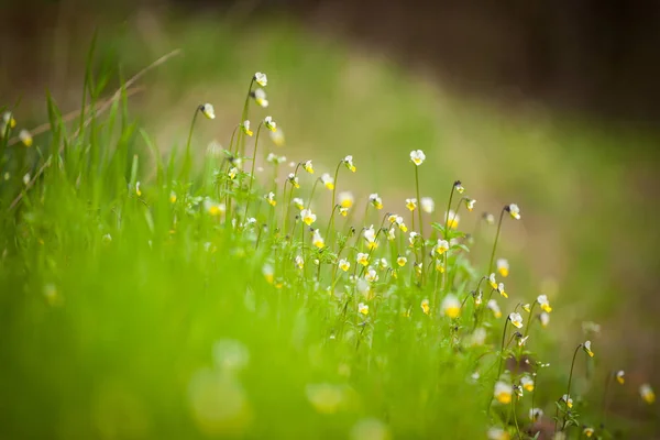 早春の緑の草に白い春の花、森の中の春の朝 — ストック写真