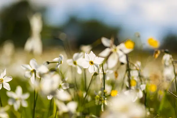 Flor de narciso blanco en el campo. Flores de narciso en la luz del sol.Campo de narcisos blancos o narcisos blancos o suisen — Foto de Stock