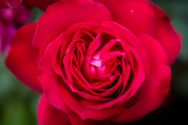 Schöne rote Rosen im Rosengarten, schöne einzelne blühende rote Rosen, Frühlingsrosen im Rosengarten, schöne einzelne blühende rote Rosen — Stockfoto