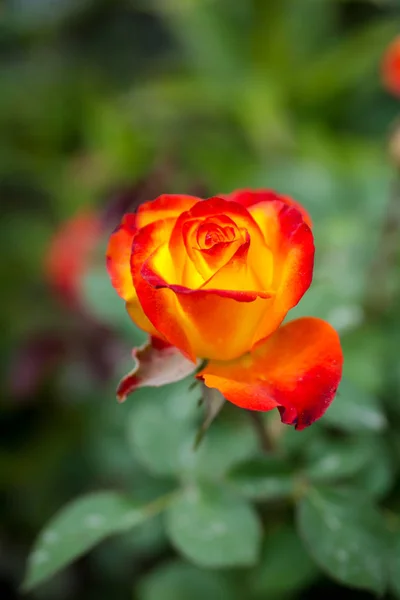 Schöne gelb-rote Rosen im Rosengarten, schöne einzelne blühende gelb-rote Rosen, Frühlingsrosen — Stockfoto