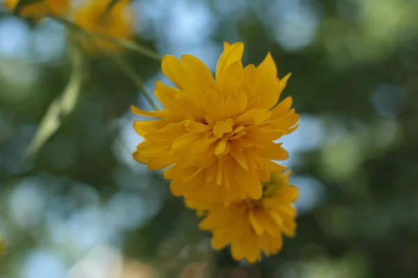 Närbild av vackra gula blommor i trädgården, våren bakgrunden med vackra gula blommor — Stockfoto