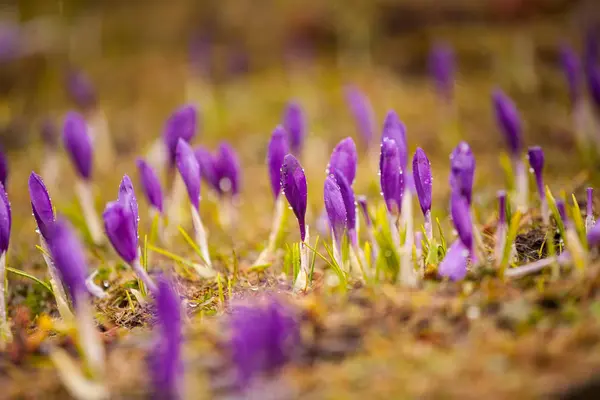 Spring landscape with the first flowers. Blooming field of crocuses in a mountain valley.Colorful fresh purple crocus flowers and stunning spring landscape.Carpathians, Ukraine, Europe — Stock Photo, Image