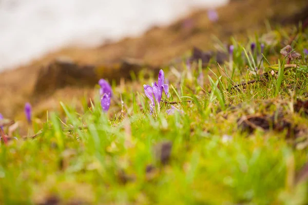 Весенний пейзаж с первыми цветами. Цветущее поле крокусов в горной долине. Красочные свежие фиолетовые цветы крокус и потрясающий весенний пейзаж. Карпаты, Украина, Европа — стоковое фото
