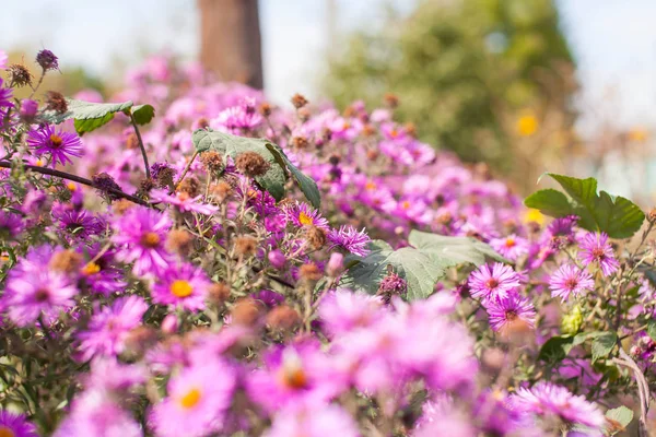Hermosas flores de jardín, púrpura, rosa, rojo, flores del cosmos en el jardín, flores de primavera — Foto de Stock
