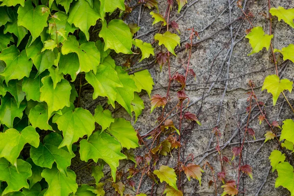 緑ツタ、テクスチャ、草に覆われた壁に覆われた石の壁 — ストック写真