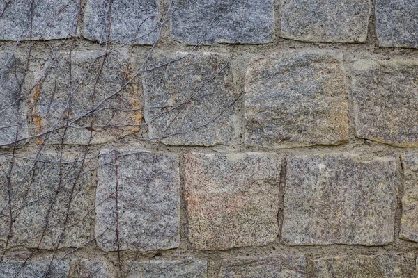 Stenen muur bedekt met groene klimop, textuur, begroeide muur — Stockfoto