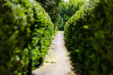 Hedges, çalılar, çitleri, çalılar, çalı çit