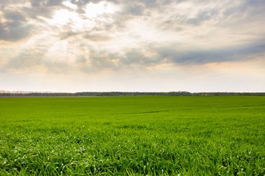 Yeşil çim yeşil alan ve gökyüzü, bulutlar, gökyüzü