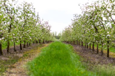 Bir meyve bahçesi, güzel çiçek açan elma ağaçlarının bahar Parkı, cherry orchard, elma dalında bloom bahar
