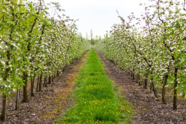 Bir meyve bahçesi, güzel çiçek açan elma ağaçlarının bahar Parkı, cherry orchard, elma dalında bloom bahar