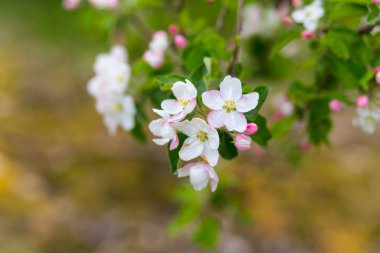 Bir meyve bahçesi, güzel çiçek açan elma ağaçlarının bahar Parkı, cherry orchard, elma dalında bloom bahar