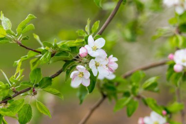 Bir meyve bahçesi, güzel çiçek açan elma ağaçlarının bahar Parkı, cherry orchard, elma dalında bloom bahar