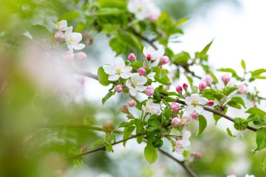 Bir meyve bahçesi, güzel çiçek açan elma ağaçlarının bahar Parkı, cherry orchard, elma dalında bloom bahar