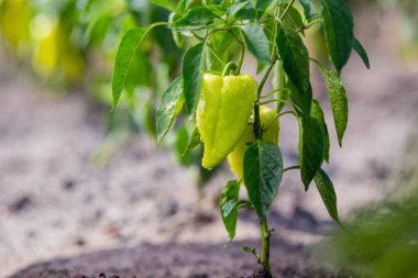 çiftlik; bitki; biber; sebze; Tarım; yeşil; Bahçe; büyüyen; büyümek; beslenme; Tarım; Organik; Doğa; Gıda; sağlıklı; tatlı; taze; Sezon; yaz; Olgun; hasat; yaprak; büyüme; tazelik; kırmızı; yama; Botanik; Tarım; yükseltmek; doğal; 