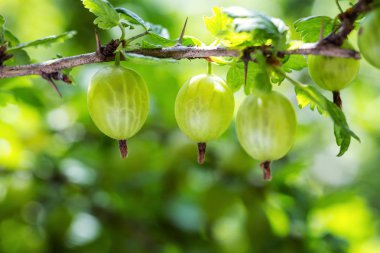 bektaşi .agrus, şube ile çilek yeşil Agrus, tatlı olgun çilek bektaşi grup, agrus Bahçe, hurvest içinde agrus
