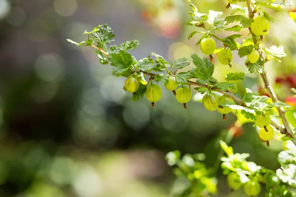 Angrešt .agrus, větve s plody zelené Agrus, skupina sladké zralé bobule angreštu, agrus v zahradě, hurvest agrus — Stock fotografie
