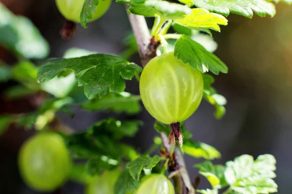 Angrešt .agrus, větve s plody zelené Agrus, skupina sladké zralé bobule angreštu, agrus v zahradě, hurvest agrus — Stock fotografie