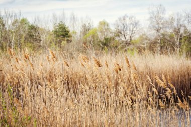 Sazlık Nehri kıyısında güzel nehir sazlık su üzerinde bükme sonbahar, Kuru reed ile. Retro tarzı. Kuru nehir sazlık gökyüzüne karşı. Doğa sonbaharda sarı sazlık