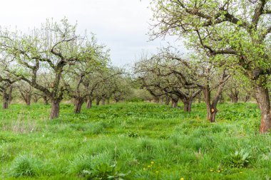 Bir meyve bahçesi, güzel çiçek açan elma ağaçlarının bahar Parkı, cherry orchard, elma dalında bloom bahar
