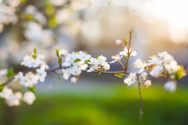 Bahar bir meyve bahçesi, güzel çiçek açan elma ağaçlarının bahar Parkı, cherry orchard, bloom elma dalında. Bahar. Çiçeklenme kiraz dal ve shovel.flower çiçekli ağaç ve ağaç üzerinde