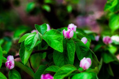 Bahar bir meyve bahçesi, güzel çiçek açan elma ağaçlarının bahar Parkı, cherry orchard, bloom elma dalında. Bahar. Çiçeklenme kiraz dal ve shovel.flower çiçekli ağaç ve ağaç üzerinde