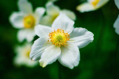 Beyaz nergis çiçek Bahçe alanında. Nergis çiçekleri güneş ışığı altında. Beyaz nergis ya da nergis ya da suisen.spring-yaz kavram, çiçek konsept, alan bahar bahçe, bahar çiçekleri