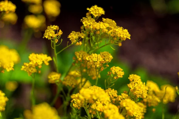 Primer plano de hermosas flores amarillas en el jardín, fondo de primavera con hermoso concepto de flores amarillas. Primavera-verano, concepto de flores, jardín de primavera, flores de primavera — Foto de Stock