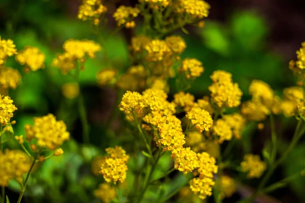 Vértes a kertben, a tavaszi háttér gyönyörű sárga flowers.spring-nyári koncepció, virágok koncepció, tavaszi kert, gyönyörű sárga virágok tavaszi virágok — Stock Fotó