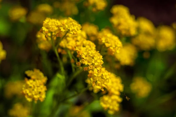 Vértes a kertben, a tavaszi háttér gyönyörű sárga flowers.spring-nyári koncepció, virágok koncepció, tavaszi kert, gyönyörű sárga virágok tavaszi virágok — Stock Fotó